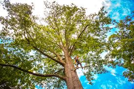 Best Pest Control for Lawns  in Brent, FL