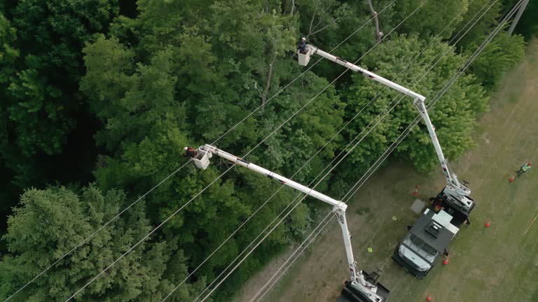 How Our Tree Care Process Works  in  Brent, FL